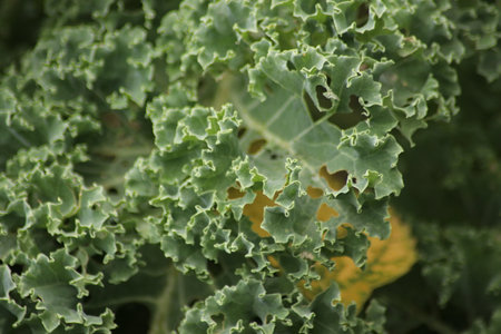 Leaves of the Kale plant at a kitchen Garden in Nieuwerkerk aan den IJsselの写真素材