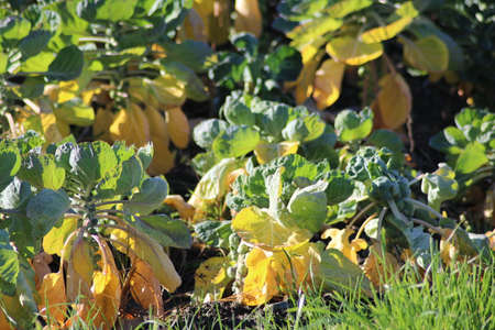 Fields with plants full of brussels sprouts in South Holland in the Netherlands