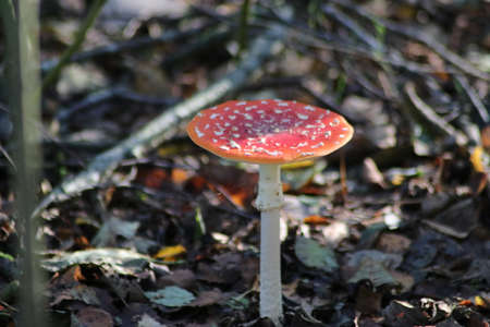 Fly Agaric or Amanita muscaria during autumn season at gouwebos forest in Waddinxveen in the...