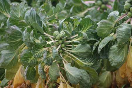 Fields with plants full of brussels sprouts in South Holland in the Netherlandsの写真素材