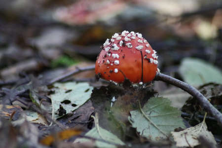 Fly Agaric or Amanita muscaria during autumn season at gouwebos forest in Waddinxveen in the...
