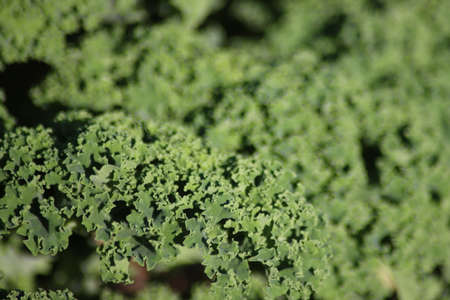 Green kale in a garden kitchen ready to be harvested in the Netherlandsの写真素材