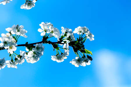 White blossom flowers on cherry tree with blue sky on the background