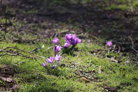 purple leaves of crocus plants illuminated by sun light during springtime