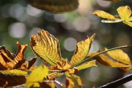 Orange, yellow and brown leaves illuminated by sunlight in the autumn season in the Netherlands