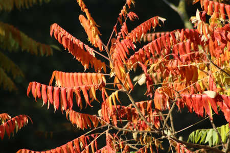 Red leaves illuminated by the sun during autumn in the forest in the Netherlandsの写真素材