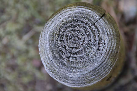 Frozen poles from night frost in a forest on the Veluwe in the Netherlands