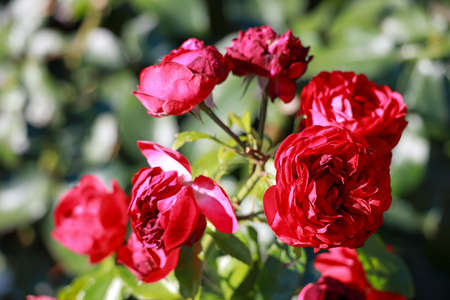 Out of Rosenheim rose flower head in the Guldenmondplantsoen Rosarium in Boskoop in the Netherlands