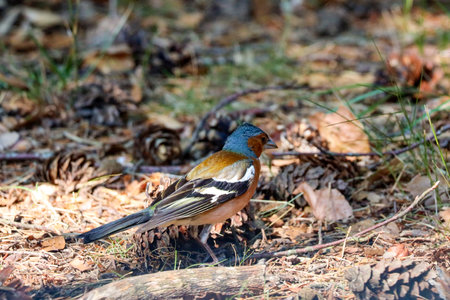 colorful chaffinch between twigs and leaves in the forest at the Veluweの写真素材
