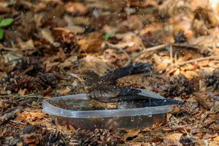 A blackbird takes a bath in a basin of water in the forest during the Summerの写真素材