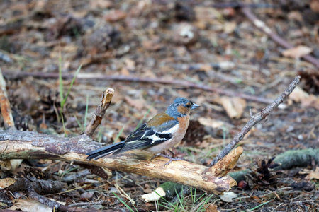colorful chaffinch between twigs and leaves in the forest at the Veluweの写真素材
