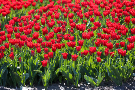 field full of red tulips on the flower bulb field on Island Goeree-Overflakkee in the Netherlandsの写真素材