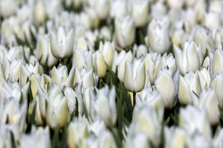 field full of White tulips on the flower bulb field on Island Goeree-Overflakkee in the Netherlandsの写真素材