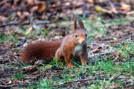 eurasian squirrel in wild nature eating nuts in a forest on the Veluwe in the Netherlands