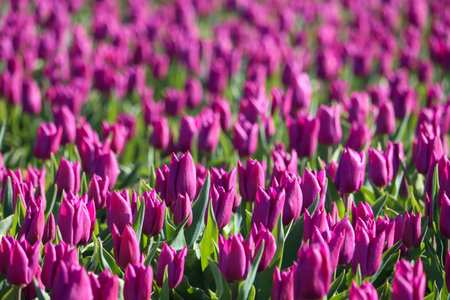 field full of purple tulips on the flower bulb field on Island Goeree-Overflakkee in the Netherlandsの写真素材