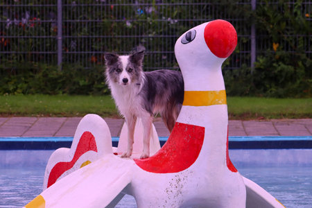 Netherlands, NIeuwerkerk aan den IJssel - august 27, 2023 - As farewell to outdoor swimming season, dogs are allowed in the Polderbad pool for swimming and Glidingのeditorial素材