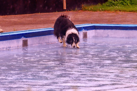 Netherlands, NIeuwerkerk aan den IJssel - august 27, 2023 - As farewell to outdoor swimming season, dogs are allowed in the Polderbad pool for swimming and Glidingのeditorial素材