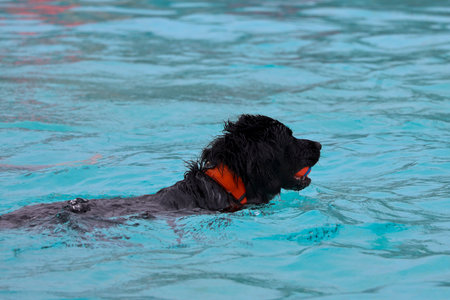 Netherlands, NIeuwerkerk aan den IJssel - august 27, 2023 - As farewell to outdoor swimming season, dogs are allowed in the Polderbad pool for swimming and Glidingのeditorial素材