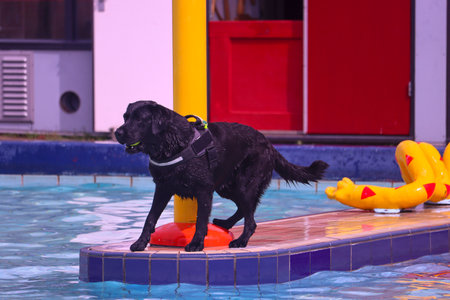 Netherlands, NIeuwerkerk aan den IJssel - august 27, 2023 - As farewell to outdoor swimming season, dogs are allowed in the Polderbad pool for swimming and Glidingのeditorial素材
