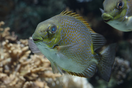 coral fish swimming in the aquarium in animal park Ouwehands in Rhenen Netherlandsの写真素材