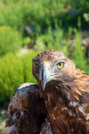 Golden eagle looking at the camera in natural space