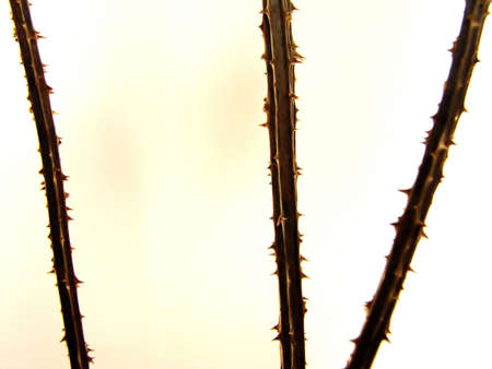 Thornsの写真素材