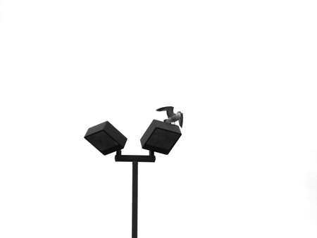 Seagullの写真素材