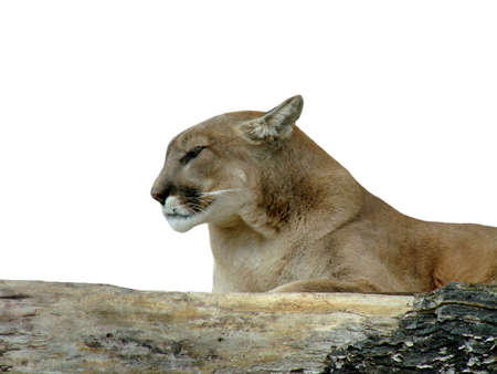 Cougarの写真素材