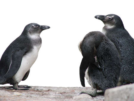 African Penguinsの写真素材