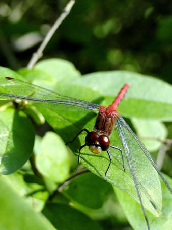 Up-close macro of a red dragon fly.の写真素材