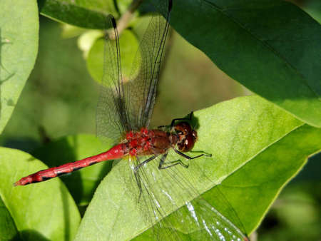 Up-close macro of a red dragon fly.の写真素材