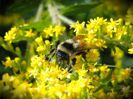 Honey bee collecting pollen necture.の写真素材