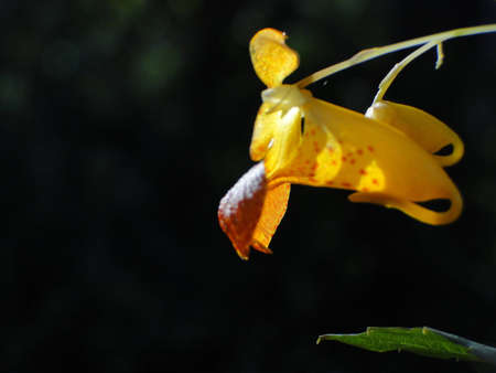 Yellow snap dragon upclose against black backgroundの写真素材