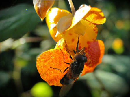 Yellow snap dragon with a honey bee eating from it.の写真素材