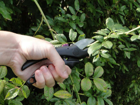 Hand with clippers trimming a bush.の写真素材