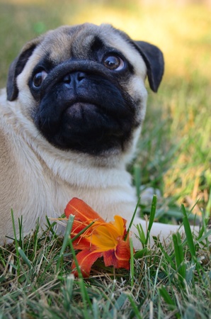 Pug with a chewed up flowerの写真素材