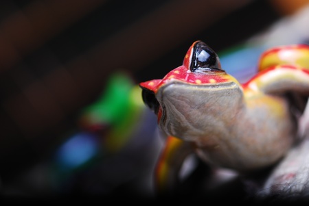 a lizard in a dutch tilt frame crawling out of the pictureの写真素材