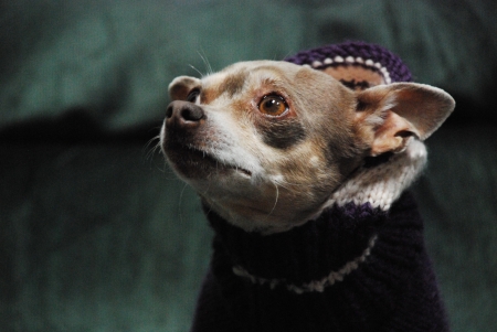 Chihauhau with a purple sweaterの写真素材