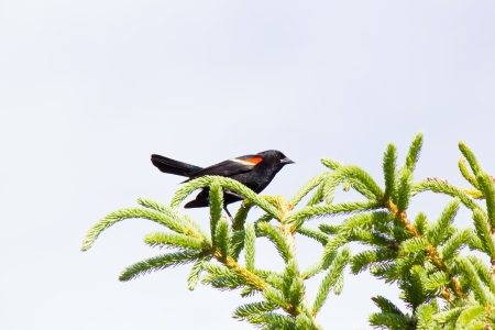 Red-winged Black Bird