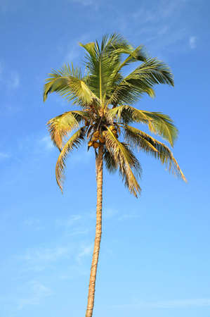 Single standing green palm tree over blue sky backgroundの写真素材
