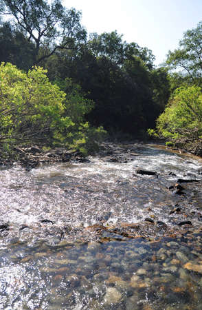 Small river (creek) with waterfall in forest in the mountainsの写真素材