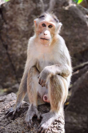 Wild baby-monkey sitting on stone and looking directly into the cameraの写真素材