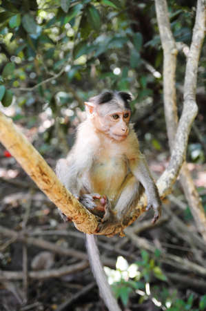 Wild baby monkey sitting on tree branch over the foliage backgroundの写真素材