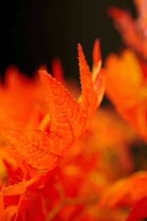 beautiful red leaves. macro shotの写真素材