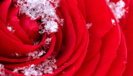 Red Rose on Snow の写真素材