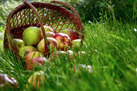 Apples in the Basket. の写真素材