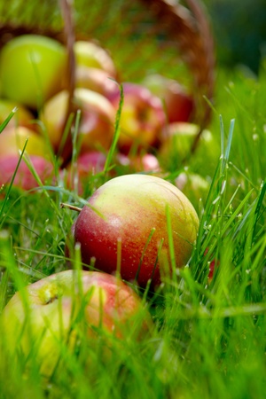 Apples in the Basket. の写真素材