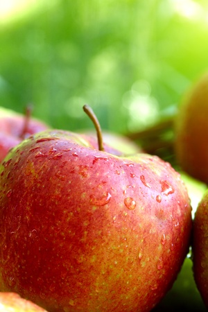 Red and yellow apples in the basketの写真素材