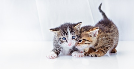 portrait of two british fold and straight breed kittens