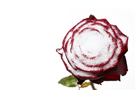 Macro shoot of a frozen red roseの写真素材